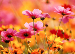 COSMOS GARDEN_PRINTED PICTURE